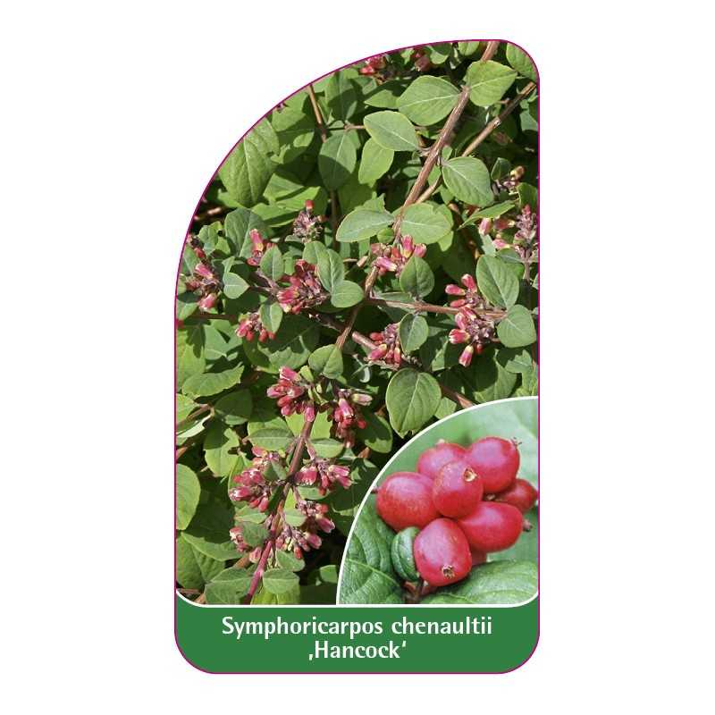 symphoricarpos-chenaultii-hancock-1