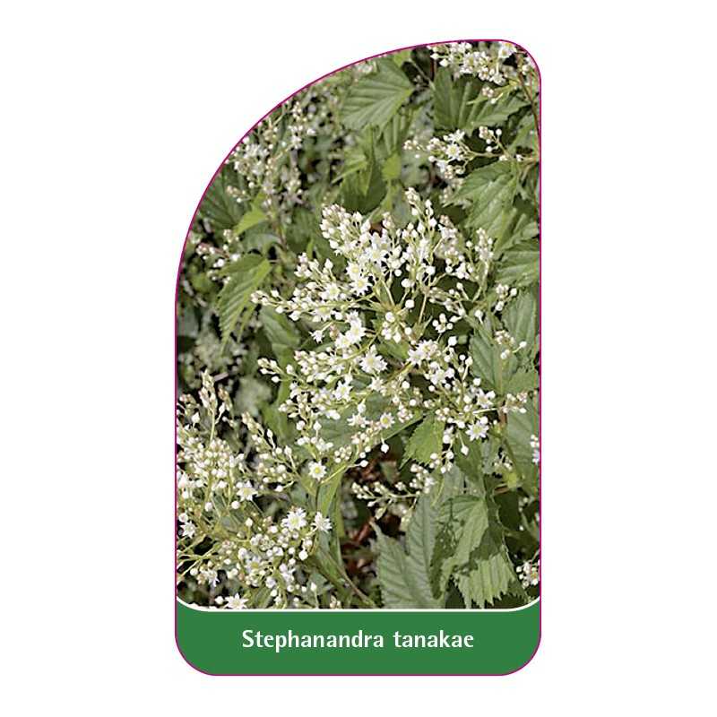 stephanandra-tanake1