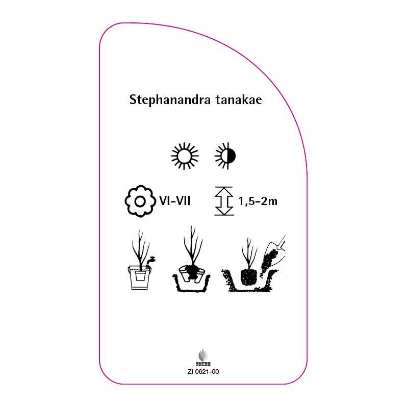 stephanandra-tanake0