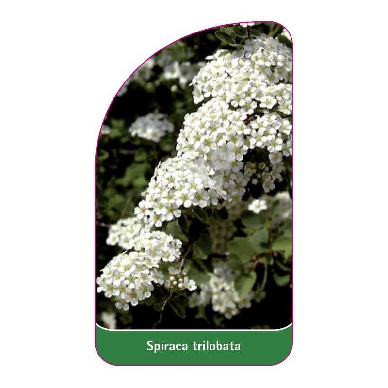 spiraea-trilobata1