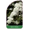 spiraea-trilobata1