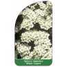 spiraea-nipponica-white-carpet-1