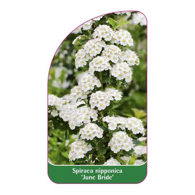 spiraea-nipponica-june-bride-1