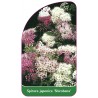 spiraea-japonica-shirobana-a1