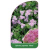 spiraea-japonica-nana-1