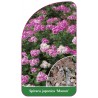 spiraea-japonica-manon-1