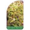 spiraea-japonica-magic-carpet-1