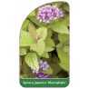 spiraea-japonica-macrophylla-1