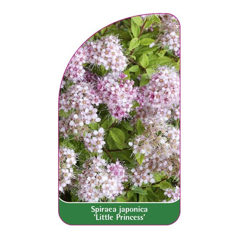 spiraea-japonica-little-princess-b1