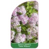 spiraea-japonica-little-princess-b1