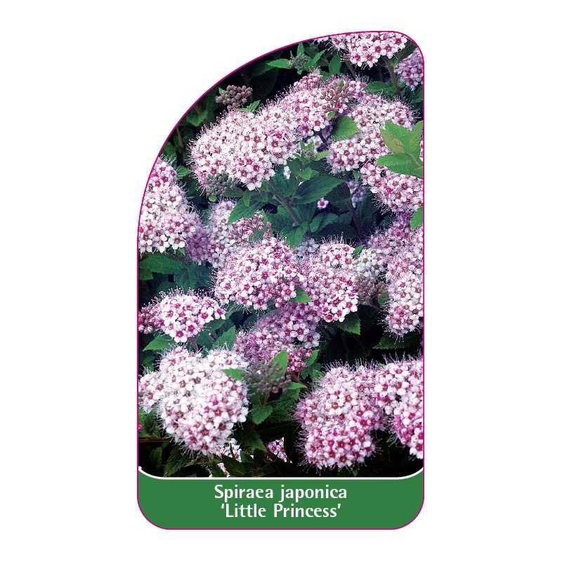 spiraea-japonica-little-princess-a1