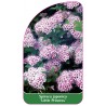 spiraea-japonica-little-princess-a1