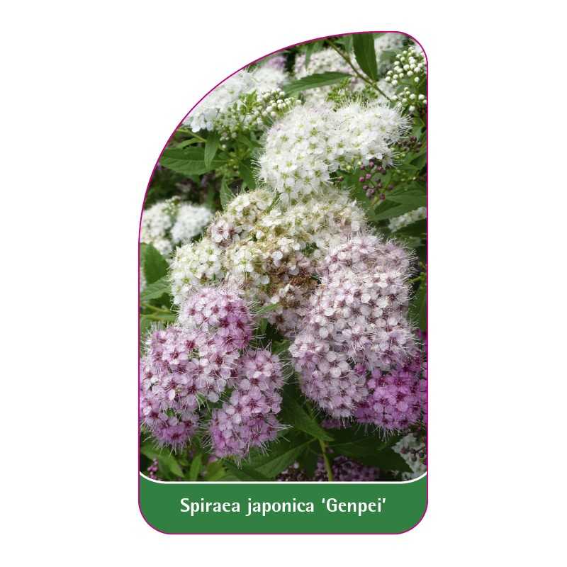 spiraea-japonica-genpei-1