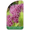 spiraea-japonica-firelight-1