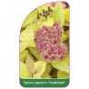 spiraea-japonica-candlelight-1