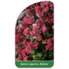 spiraea-japonica-bullata-1