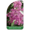 spiraea-japonica-arnold-1