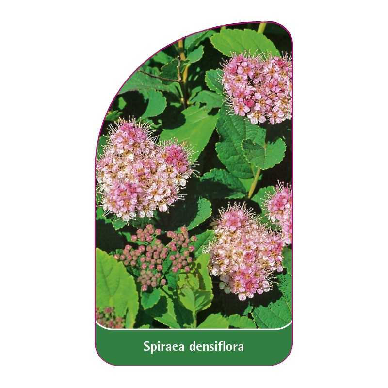 spiraea-densiflora-b1