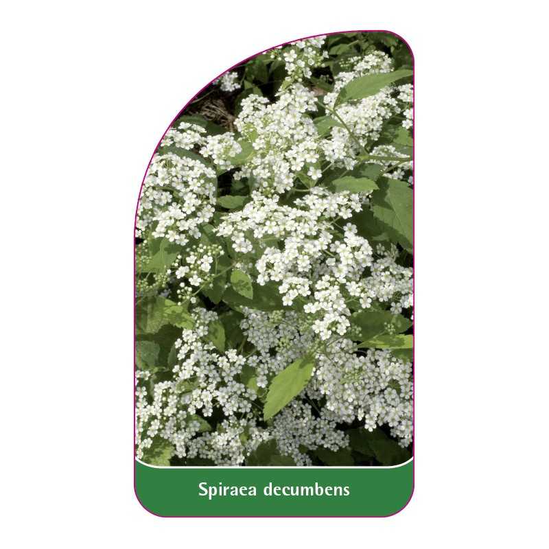 spiraea-decumbens1