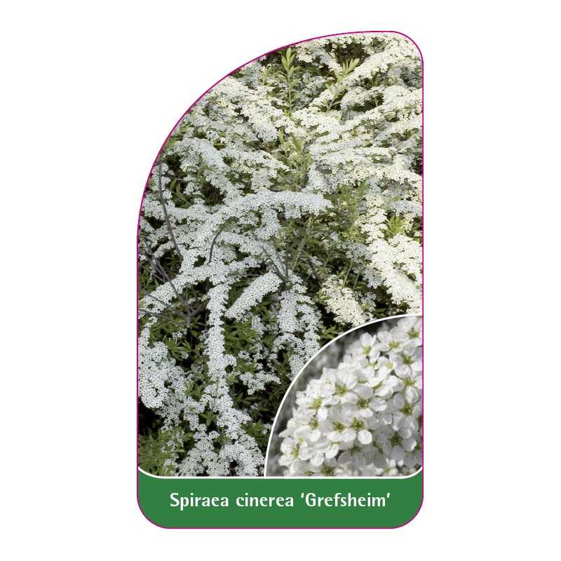 spiraea-cinerea-grefsheim-1