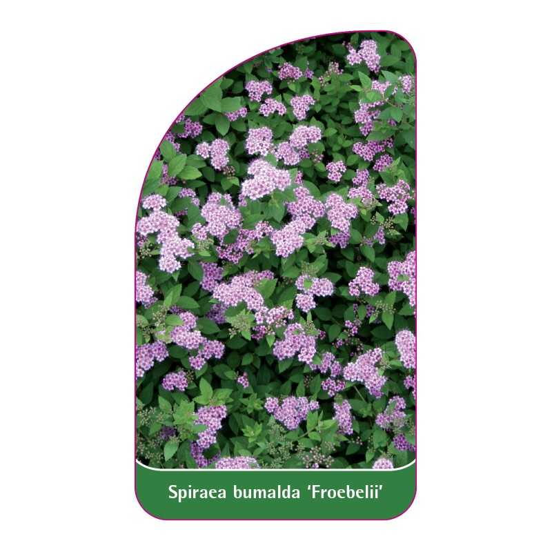 spiraea-bumalda-froebelii-1