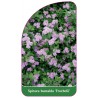 spiraea-bumalda-froebelii-1