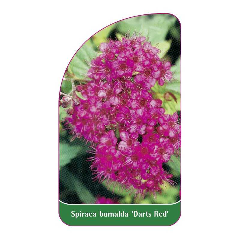 spiraea-bumalda-darts-red-a1