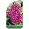 spiraea-bumalda-darts-red-a1