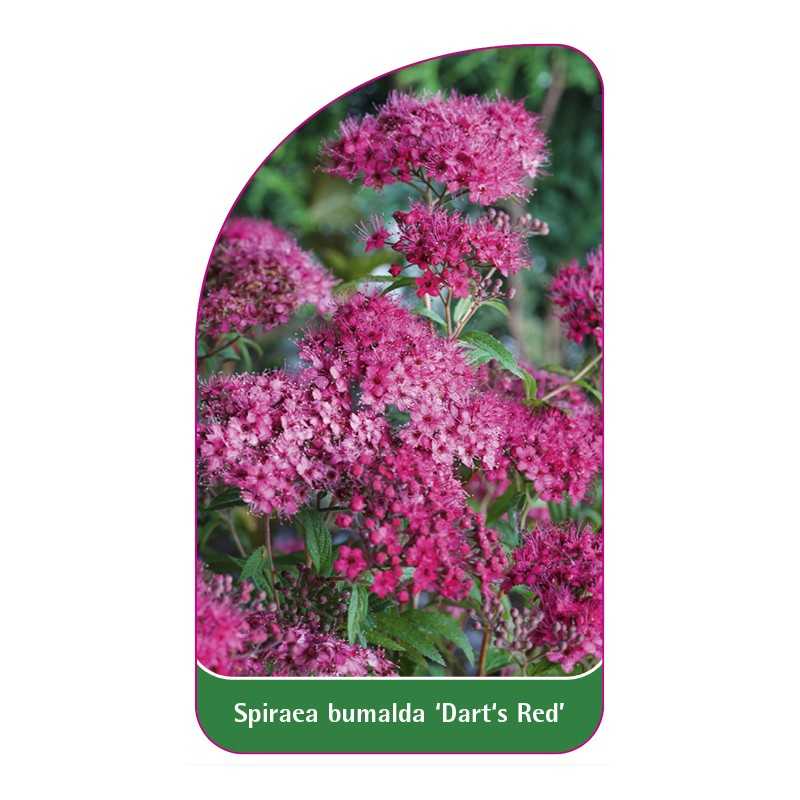 spiraea-bumalda-dart-s-red-b1