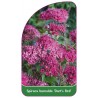 spiraea-bumalda-dart-s-red-b1