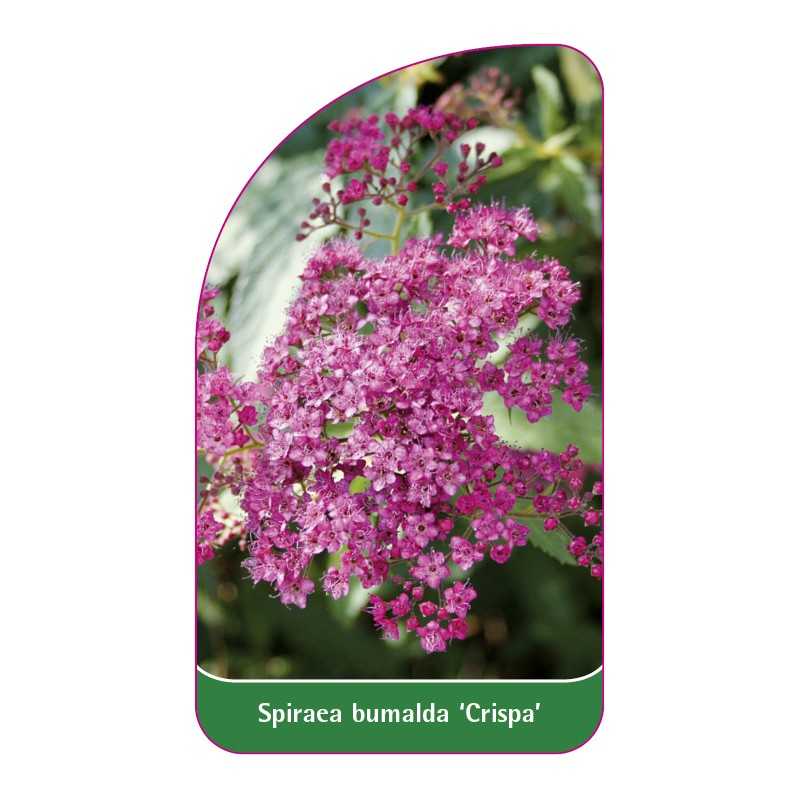 spiraea-bumalda-crispa-b1