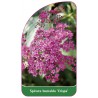 spiraea-bumalda-crispa-b1