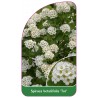 spiraea-betulifolia-tor-1