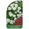 spiraea-betulifolia1