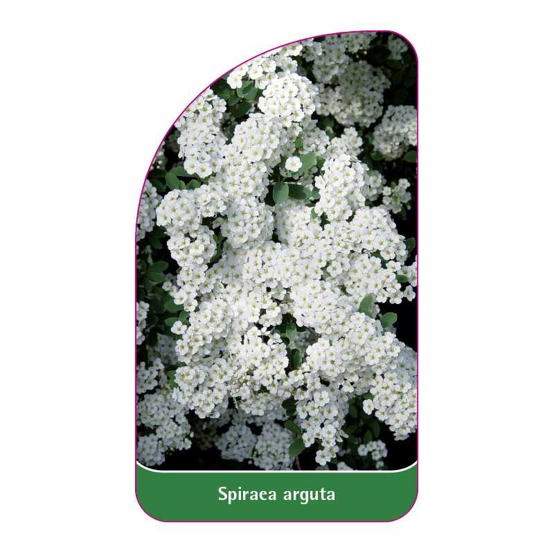 spiraea-arguta-a1