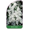 spiraea-arguta-a1