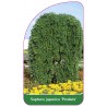 sophora-japonica-pendula-1