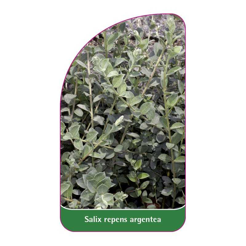 salix-repens-argentea1