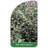 salix-repens-argentea1