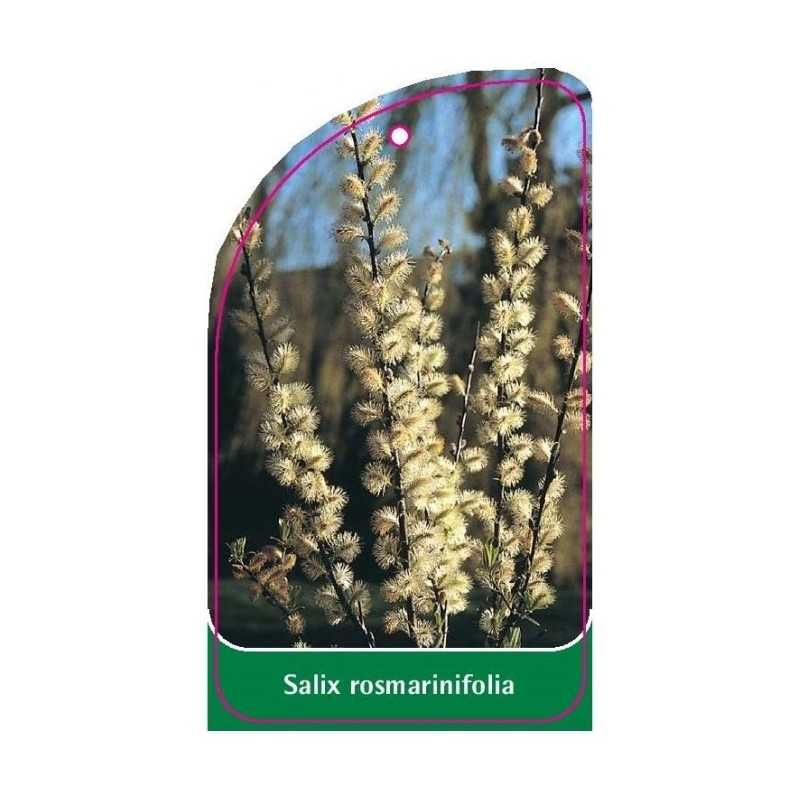 salix-rosmarinifolia1