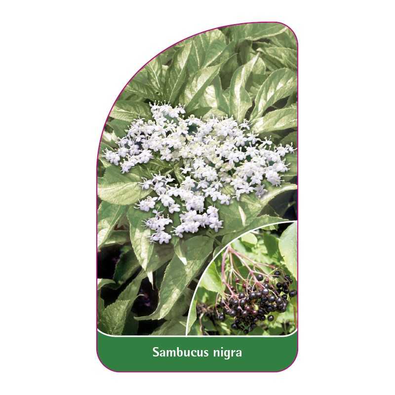 sambucus-nigra1