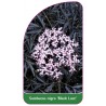 sambucus-nigra-black-lace-1