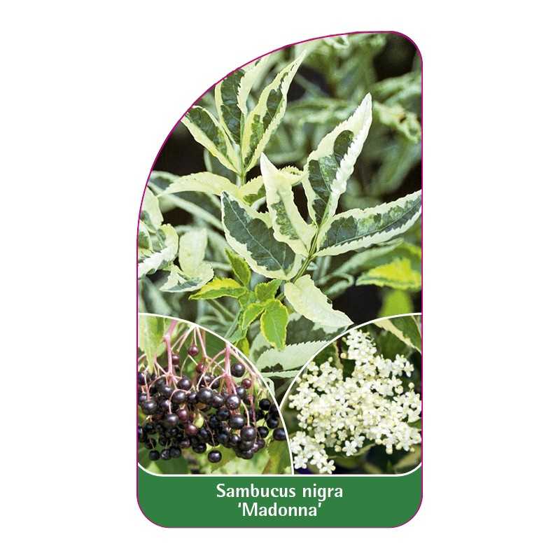 sambucus-nigra-madonna-1