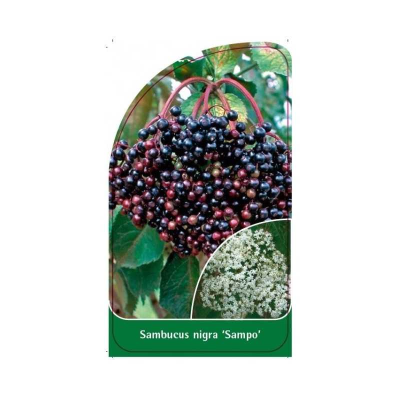 sambucus-nigra-sampo-1