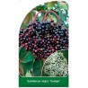 sambucus-nigra-sampo-1