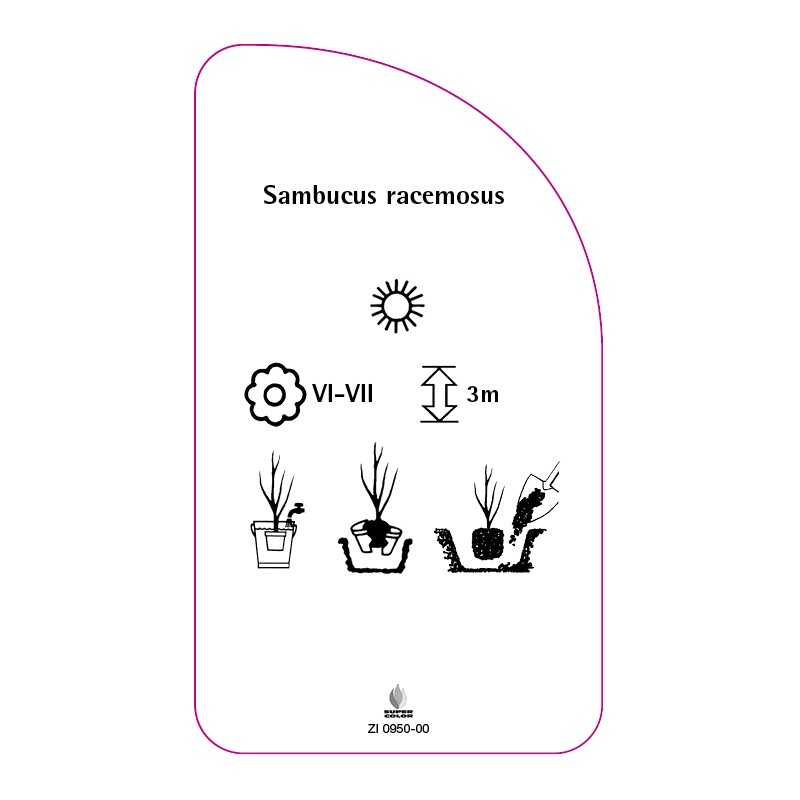 sambucus-racemosus0