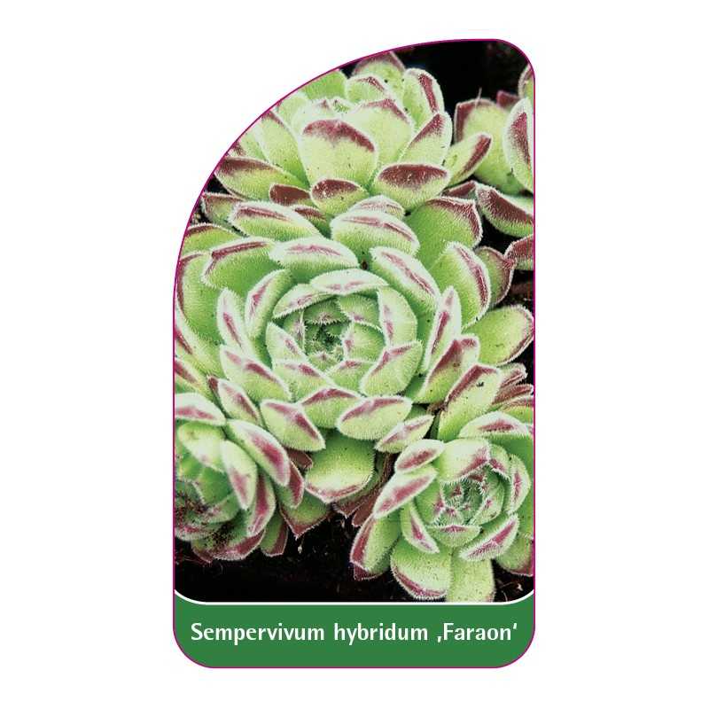 sempervivum-hybridum-faraon-1