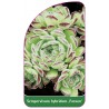 sempervivum-hybridum-faraon-1