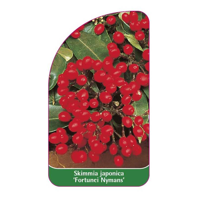 skimmia-japonica-fortunei-nymans-1