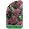 skimmia-japonica-rubella-1